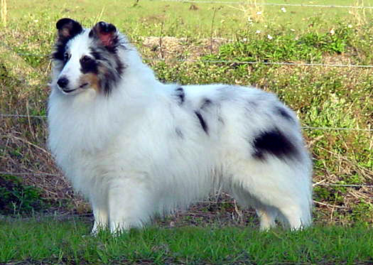 chw sheltie